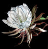 giclee print by visionary Artist Kylee Joy from Byron Bay, Painting of a white cactus flower, title Night Queen.